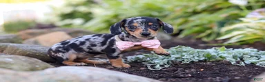 Stella