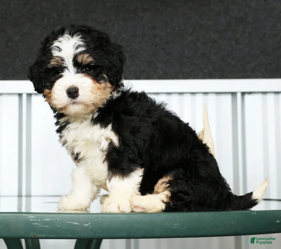 Mini Bernedoodle dogs for sale: Hope - Ad 3
