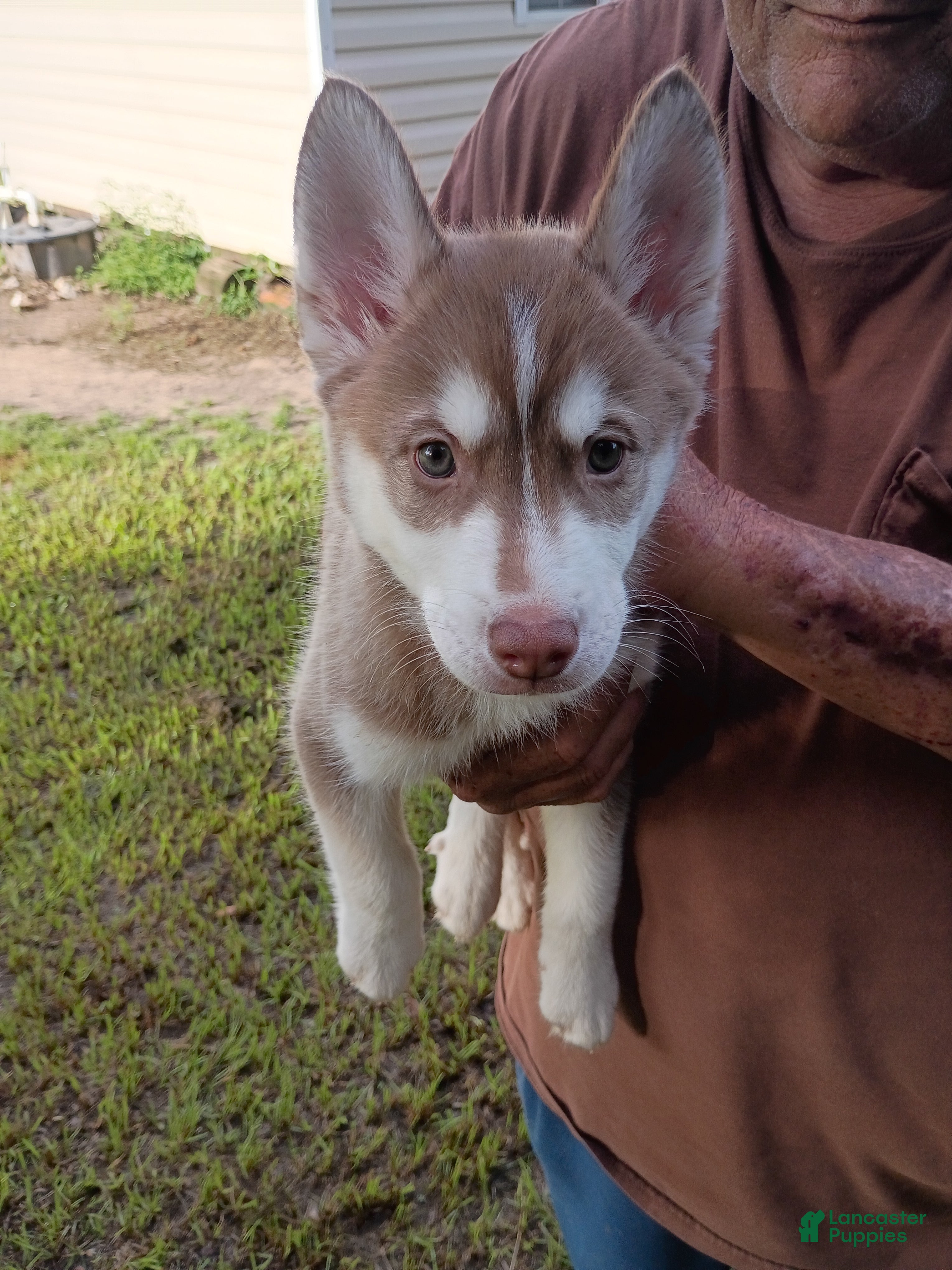 Siberian Husky dogs Orange Collar 5th Born - Temp Name is Tangerine - Ad 26