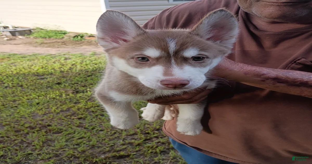 Siberian Husky Puppies for sale in St. Cloud, Florida | Lancaster