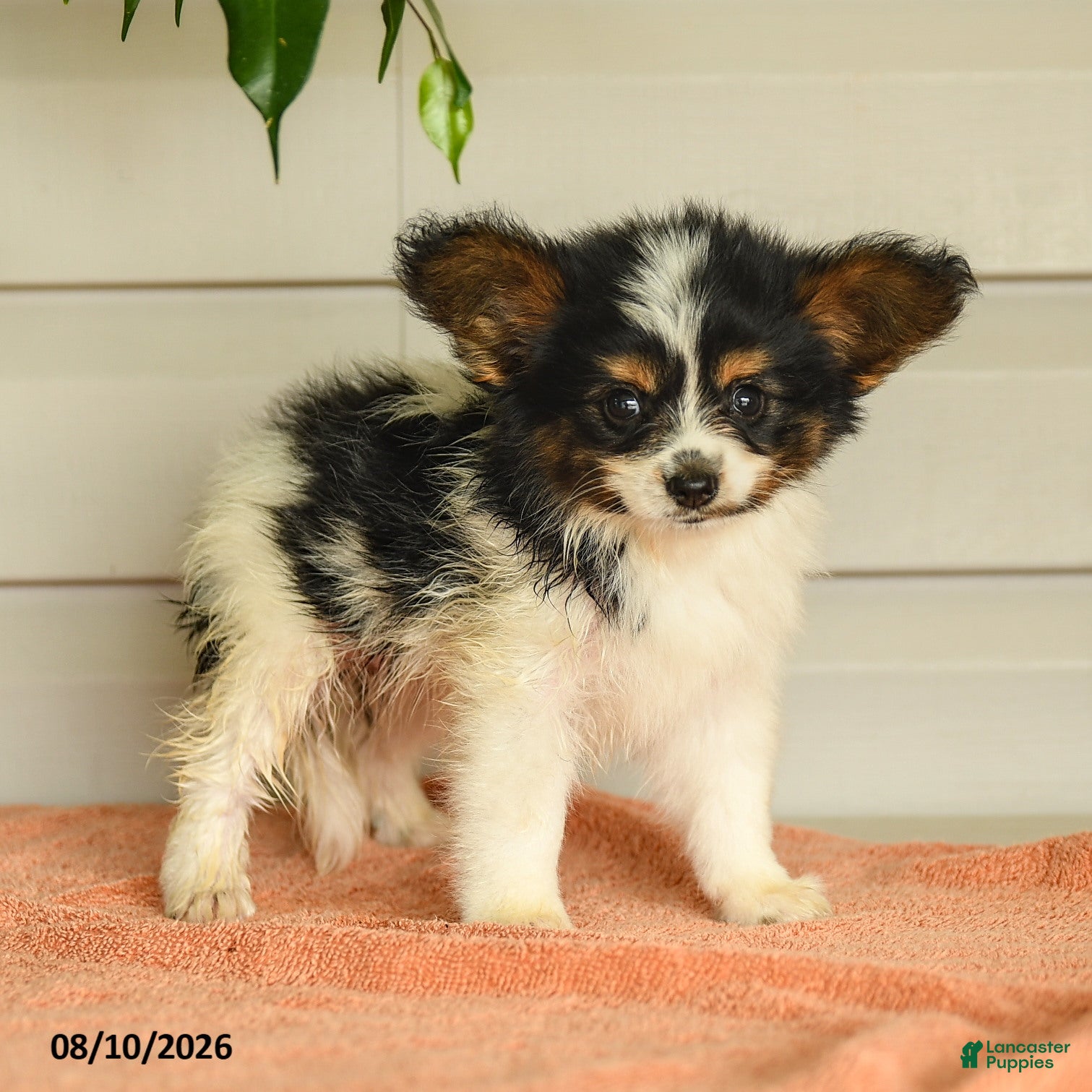 アジアの〜papillon〜 Philip Papillon for sale in Christiana | Lancaster Puppies