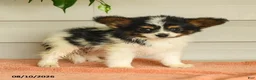 Papillon dogs for sale: Philip - Ad 2