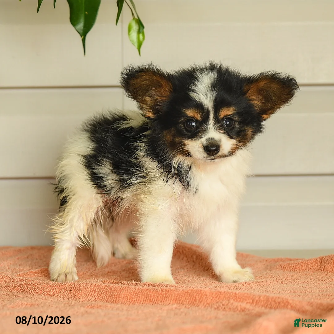 Papillon dogs for sale: Philip - Ad 2