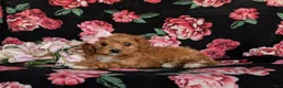 Cavapoo dogs for sale: Nina - Ad 6