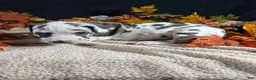Great Dane dogs for sale: Sparkler  - Ad 3