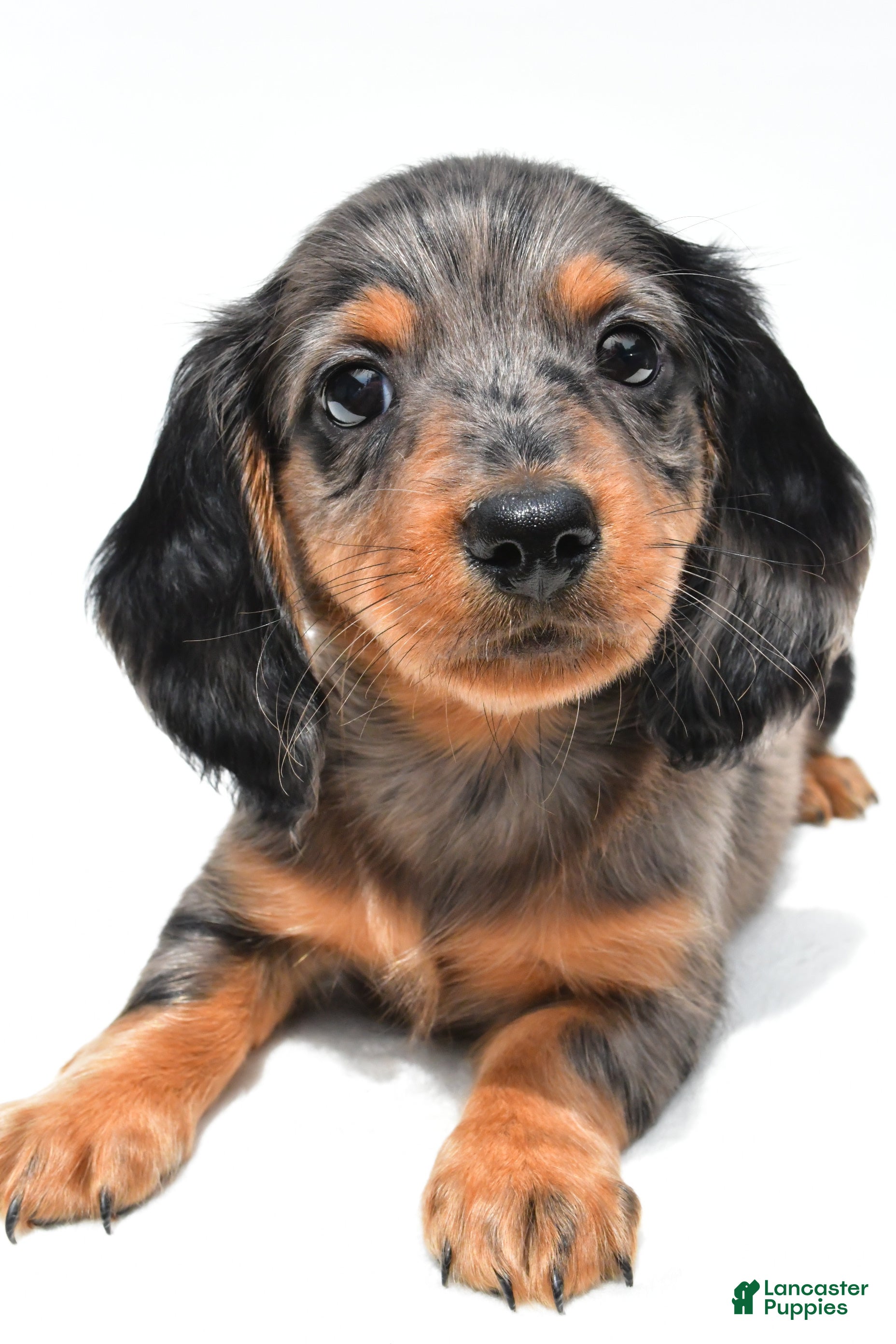 Miniature Dachshund dogs Kyler - Ad 1