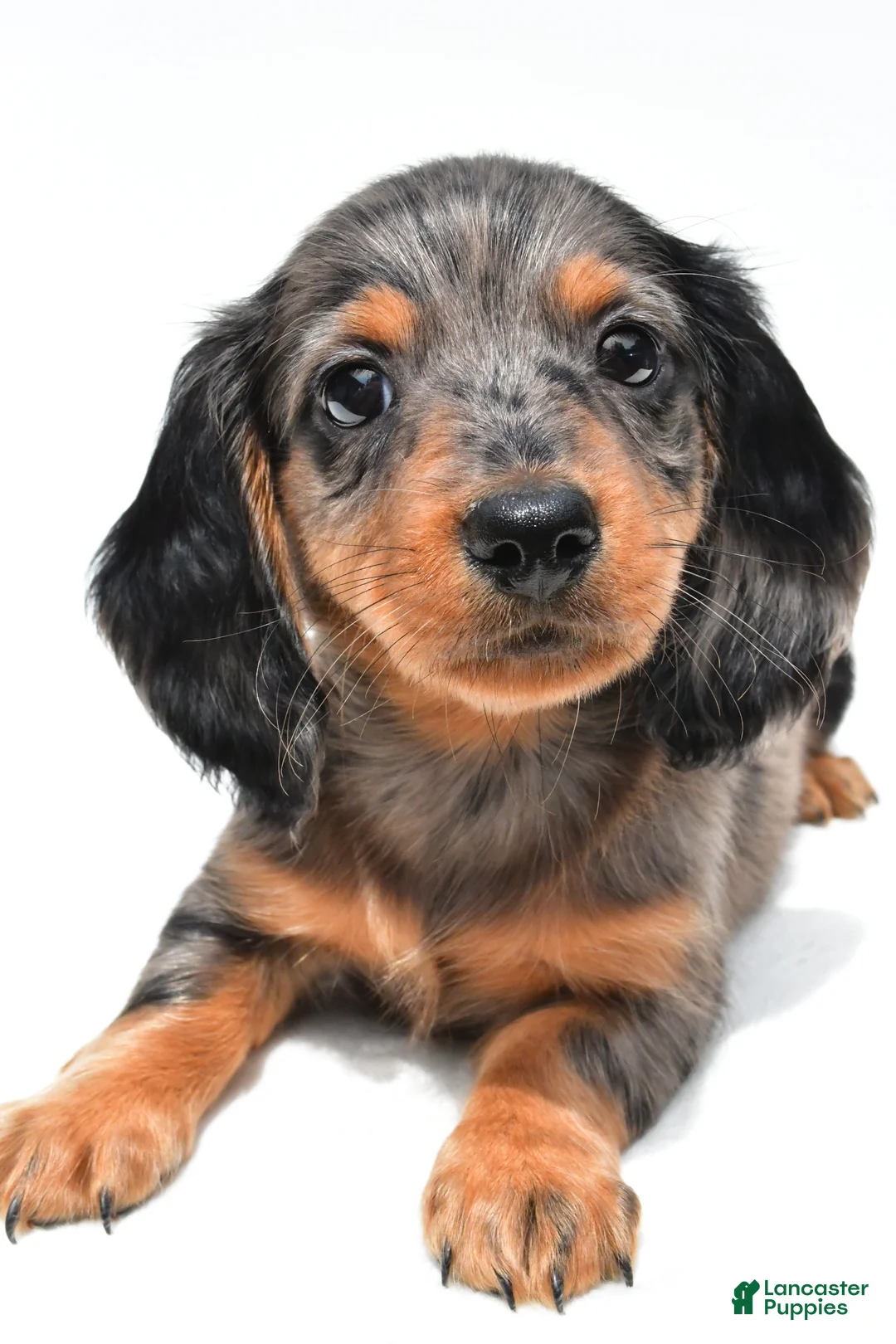 Miniature Dachshund dogs for sale: Kyler - Ad 1