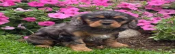 Cavalier King Charles Spaniel dogs for sale: Brody - Ad 10