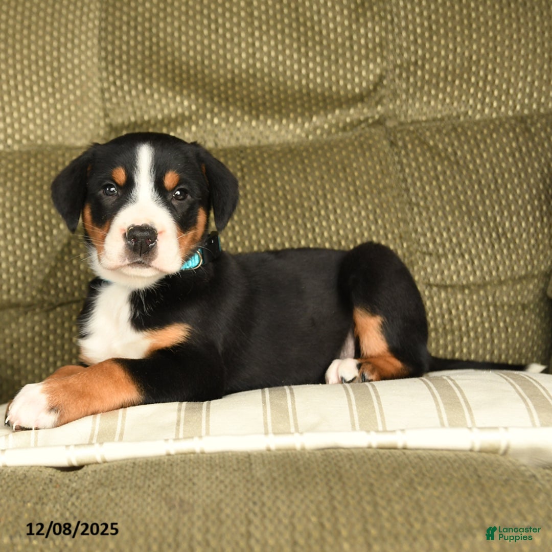 Greater Swiss Mountain Dog dogs for sale: Rusty - Ad 2