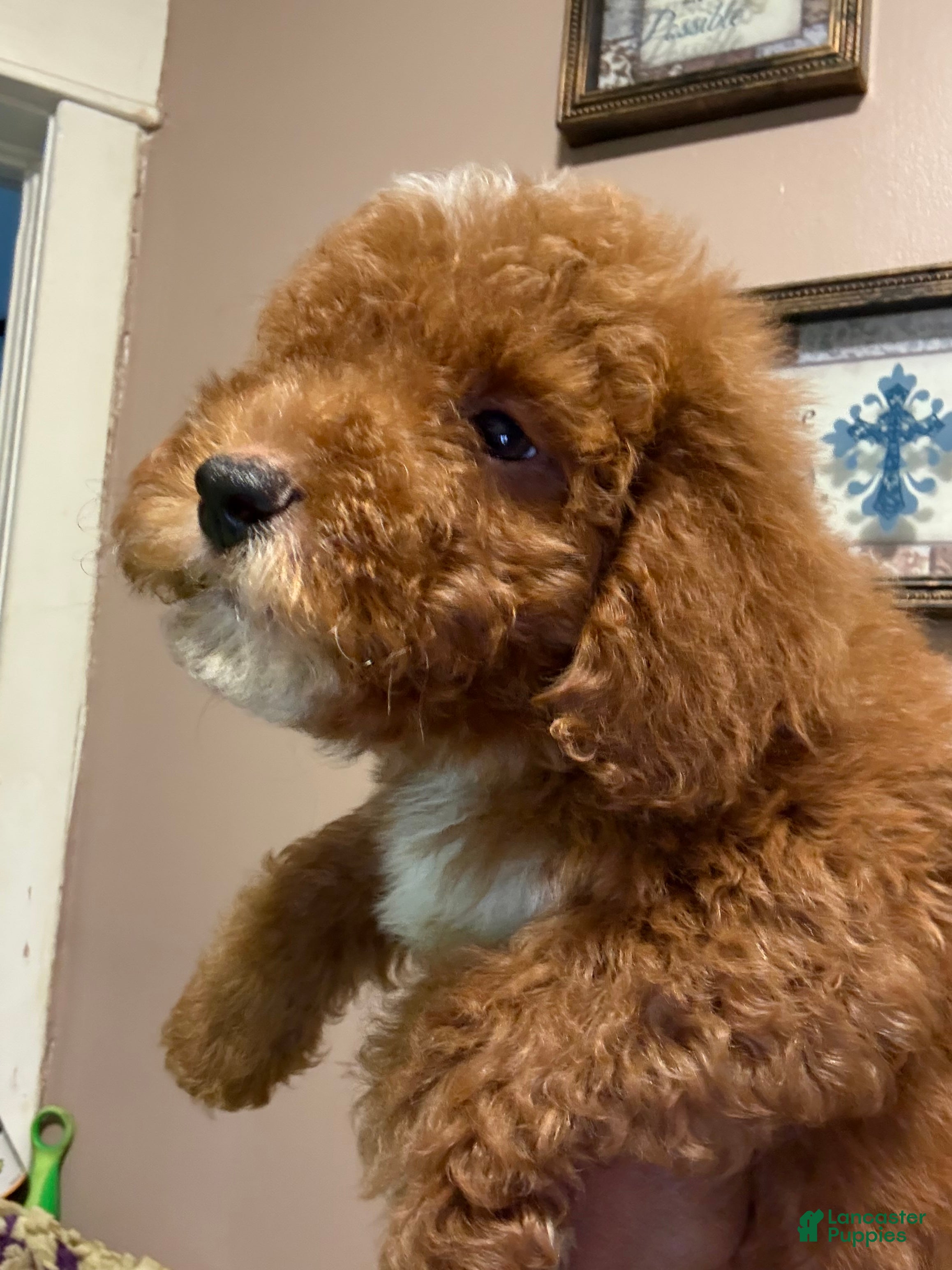 Miniature Poodle dogs Miniature Poodle Puppy 1 - Ad 10