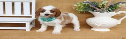 Cavapoo dogs for sale: Nicole - Ad 3