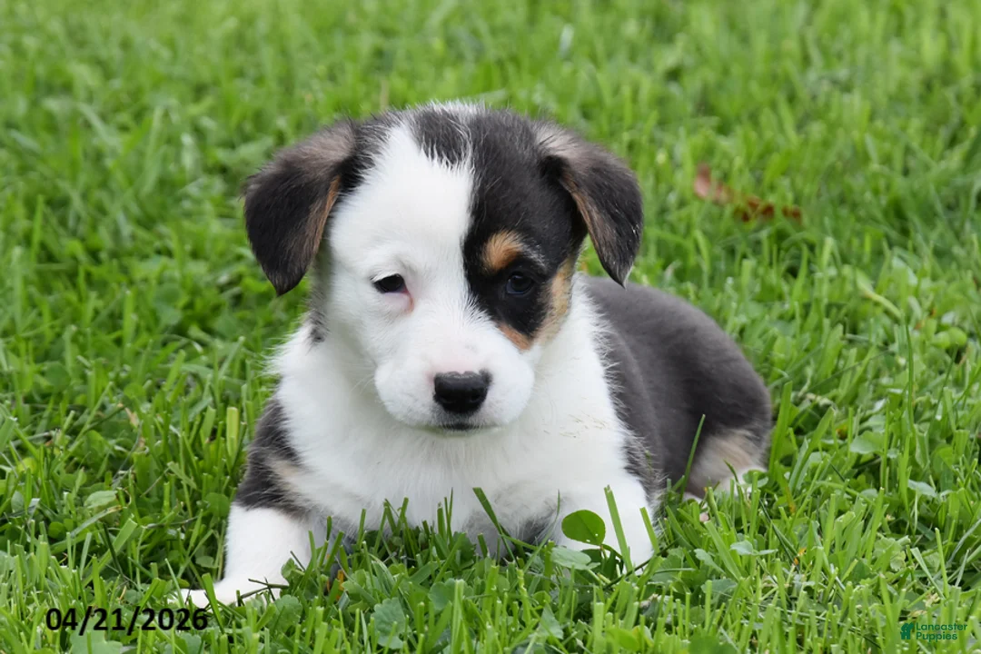 Welsh Corgi Pembroke dogs for sale: Mandy - Ad 2