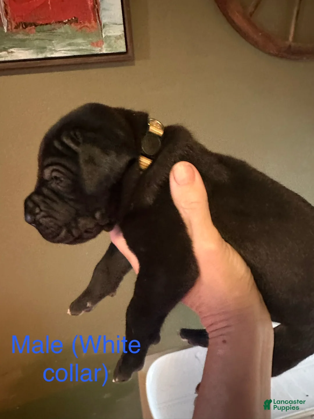 Great Dane dogs for sale: Great Dane 3 - Ad 2