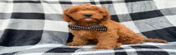 Cavapoo dogs for sale: Benny - Ad 4