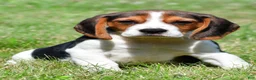 Beagle dogs for sale: Carson - Ad 2
