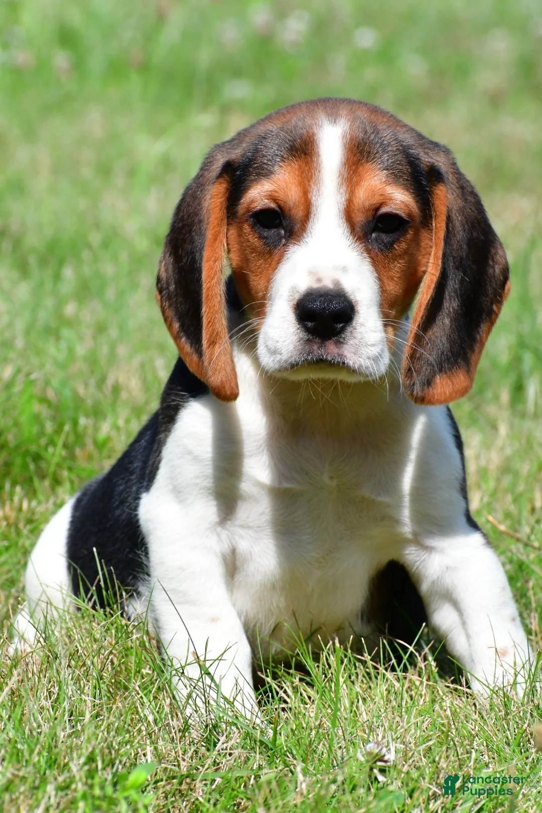 Beagle dogs for sale: Carson - Ad 2