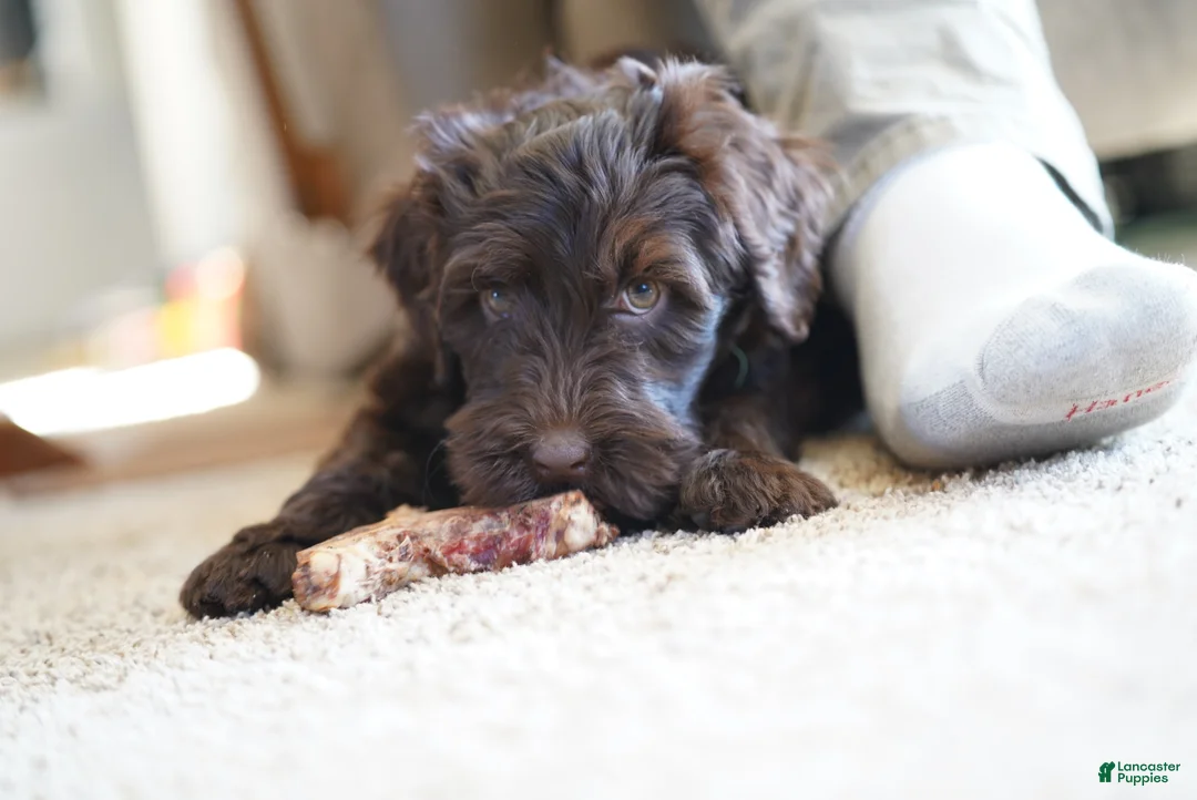 Portuguese Water Dog dogs for sale: Pearl  - Ad 6