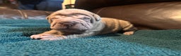 Shar Pei dogs for sale: Romeo - Ad 5