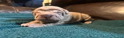 Shar Pei dogs for sale: Romeo - Ad 19