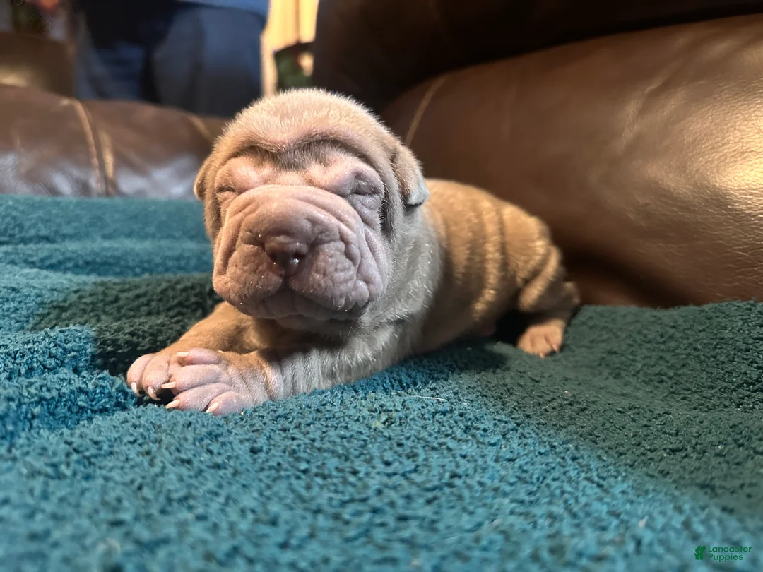 Shar Pei dogs for sale: Romeo - Ad 19