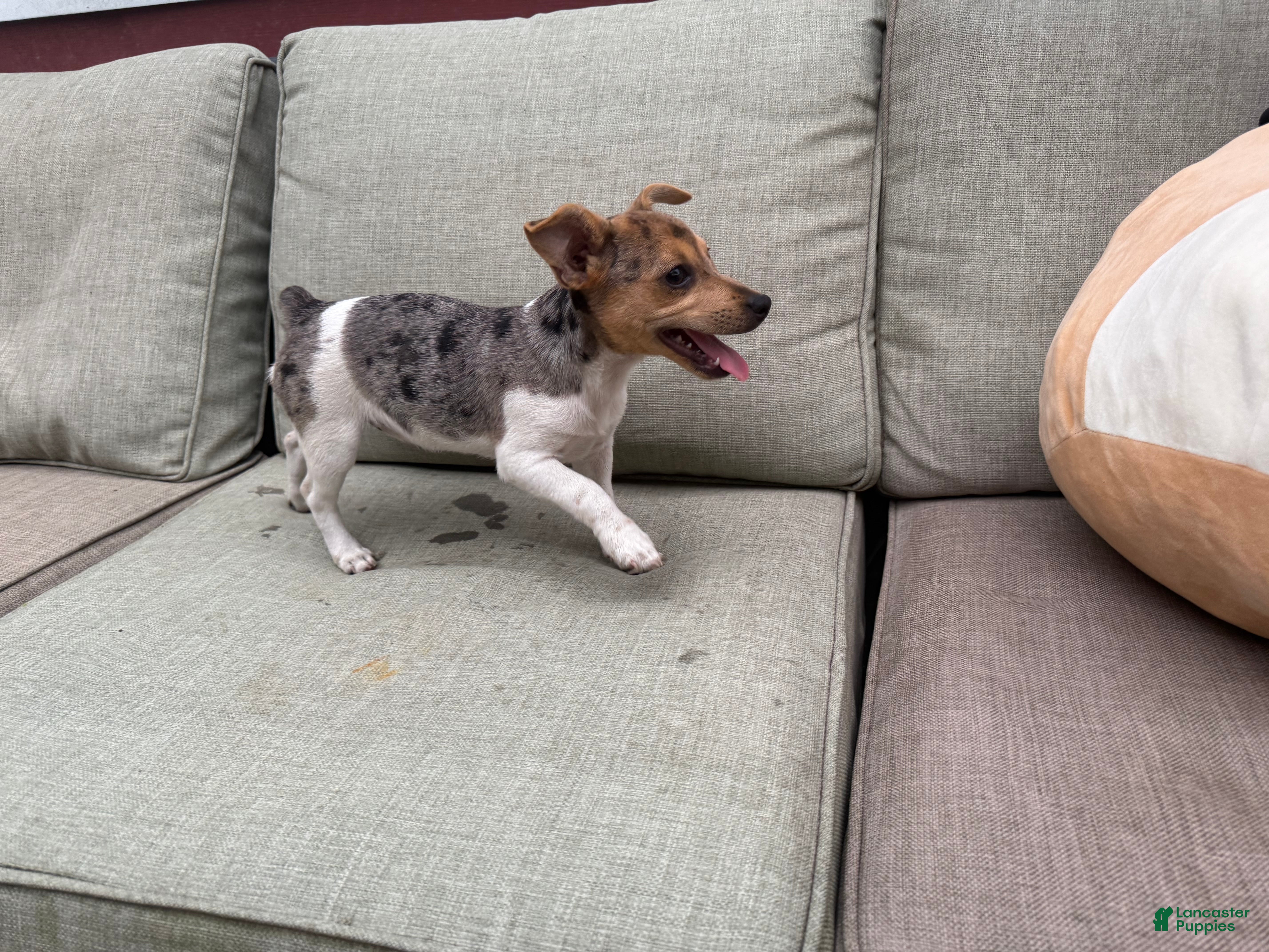 Jack Russell Terrier dogs Mango - Ad 1