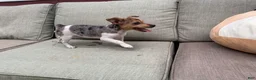 Jack Russell Terrier dogs for sale: Mango - Ad 1