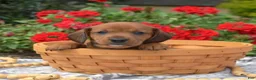 Miniature Dachshund dogs for sale: Galaxy - Ad 5