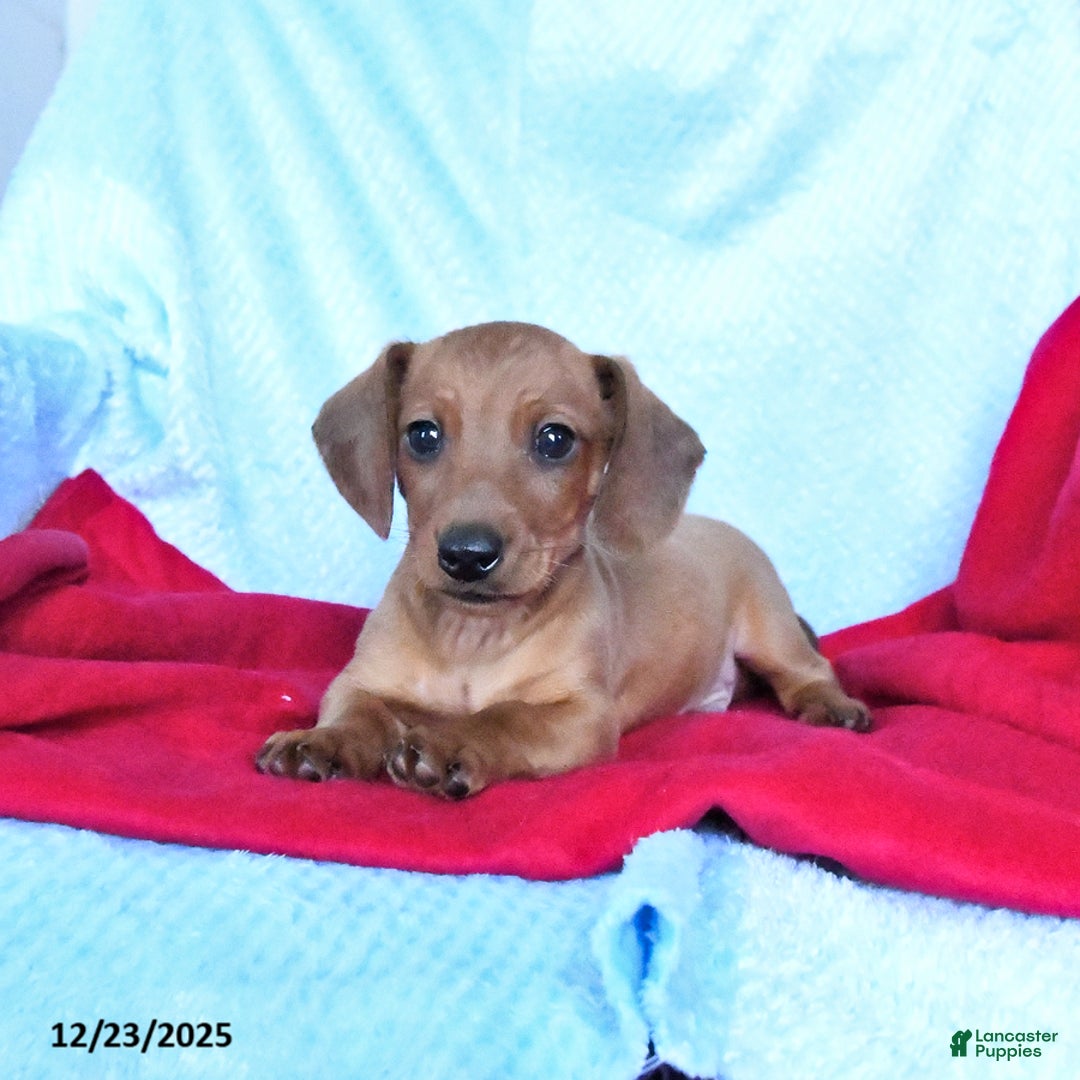 Miniature Dachshund dogs for sale: Merlin - Ad 2