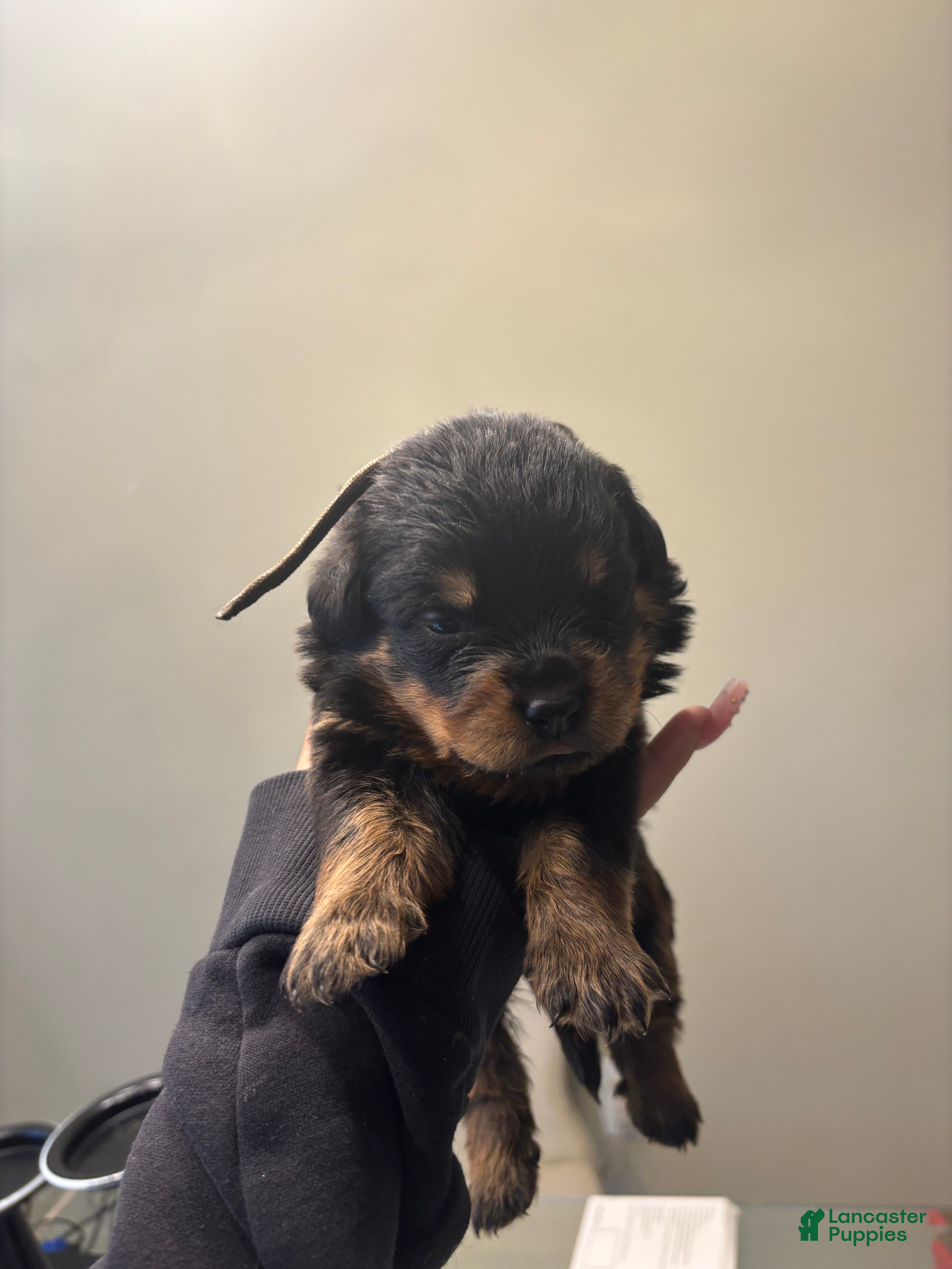 Rottweiler dogs Brown - Ad 1