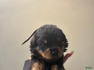 Rottweiler dogs Brown - Ad 1