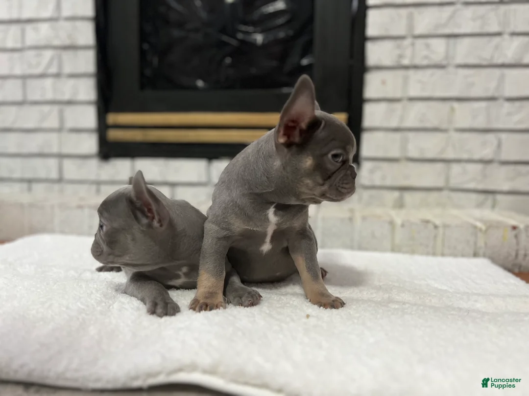 French Bulldog dogs for sale: Jethro - Ad 8
