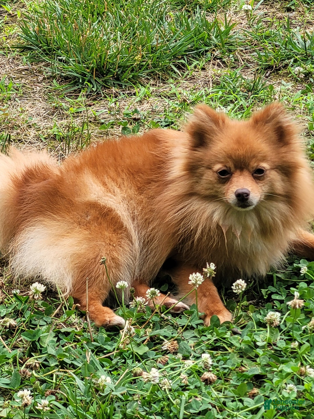 Pomeranian dogs for sale: Pumpernickel - Ad 4
