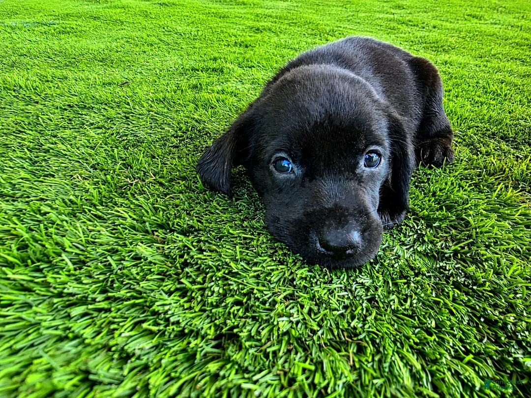 Labrador Retriever dogs for sale: Lilly - Ad 2