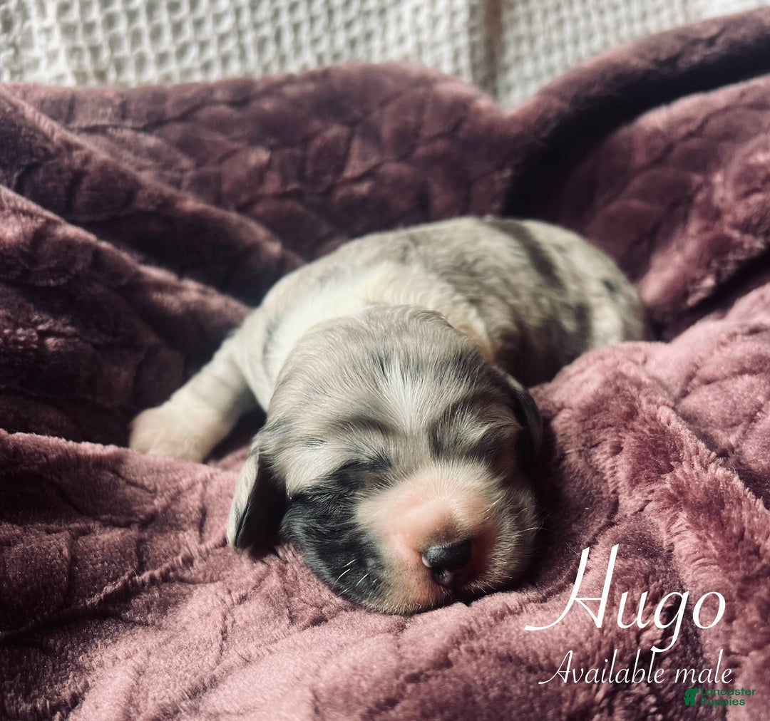 Cocker Spaniel dogs for sale: Hugo - Ad 1