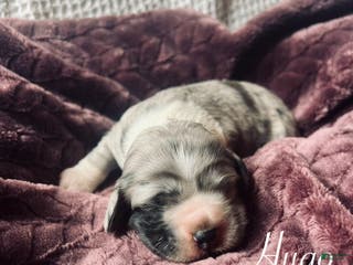 Cocker Spaniel dogs Hugo - Ad 30