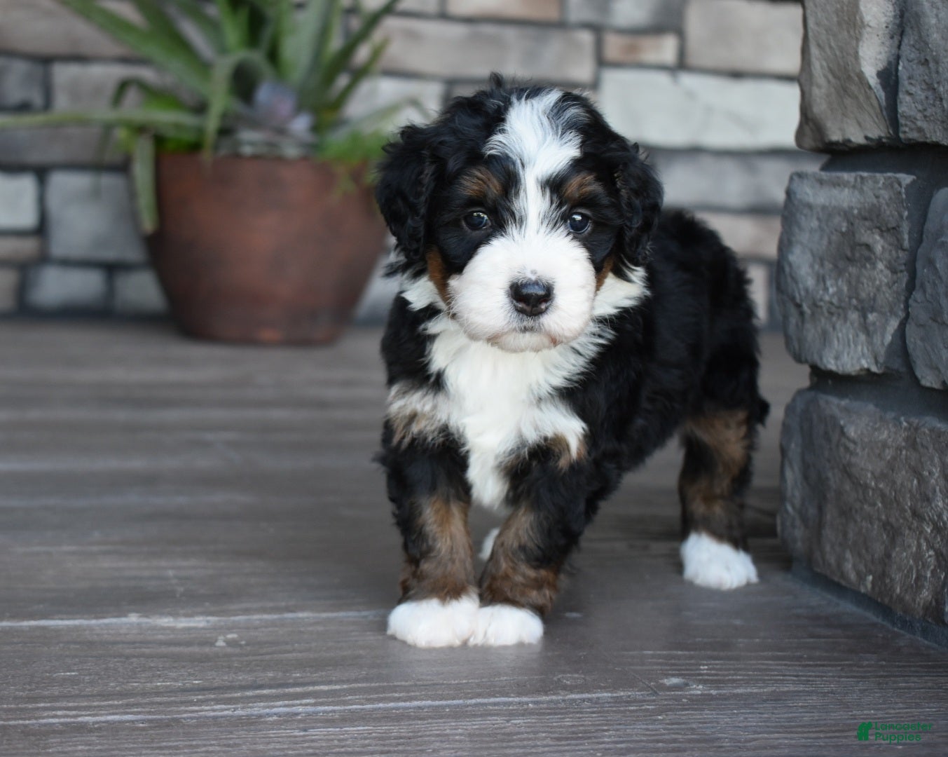Mini Bernedoodle dogs Jewel - Ad 2
