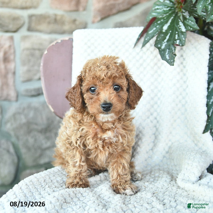 Toy Poodle dogs Lenny  - Ad 1
