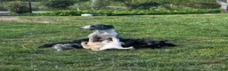 Mixed Breed dogs for sale: Angel  - Ad 8