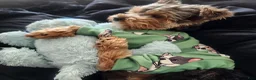 Yorkiepoo dogs for sale: Mr. Buttons - Ad 5