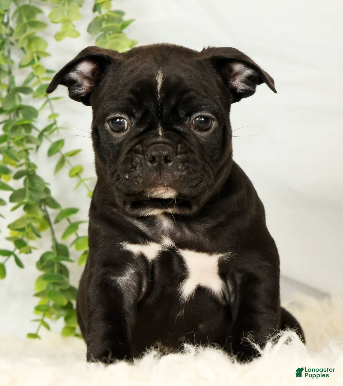 Frenchton dogs Max - Ad 2