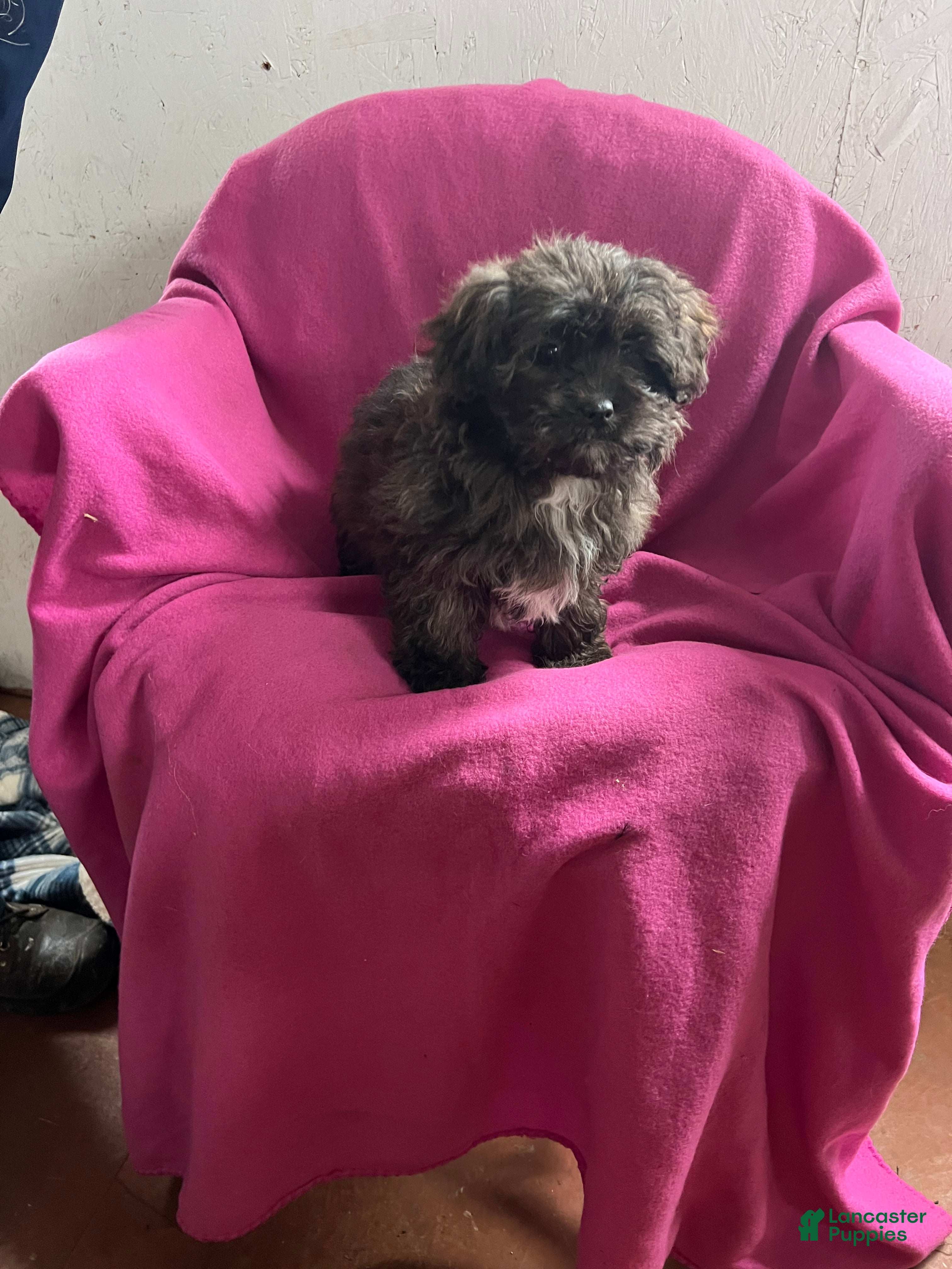 Shihpoo dogs April Girl - Ad 21