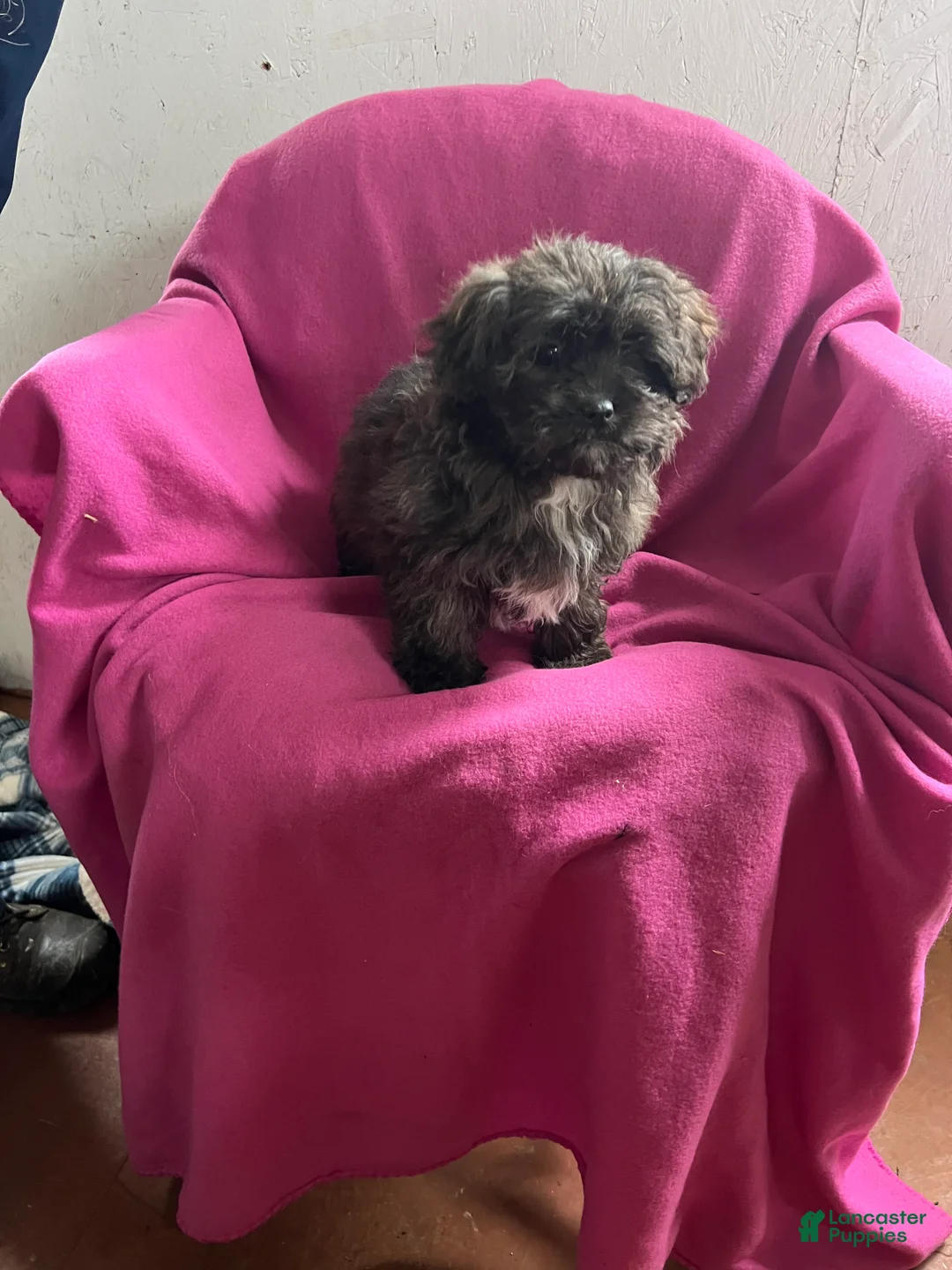 Shihpoo dogs for sale: April Girl - Ad 1