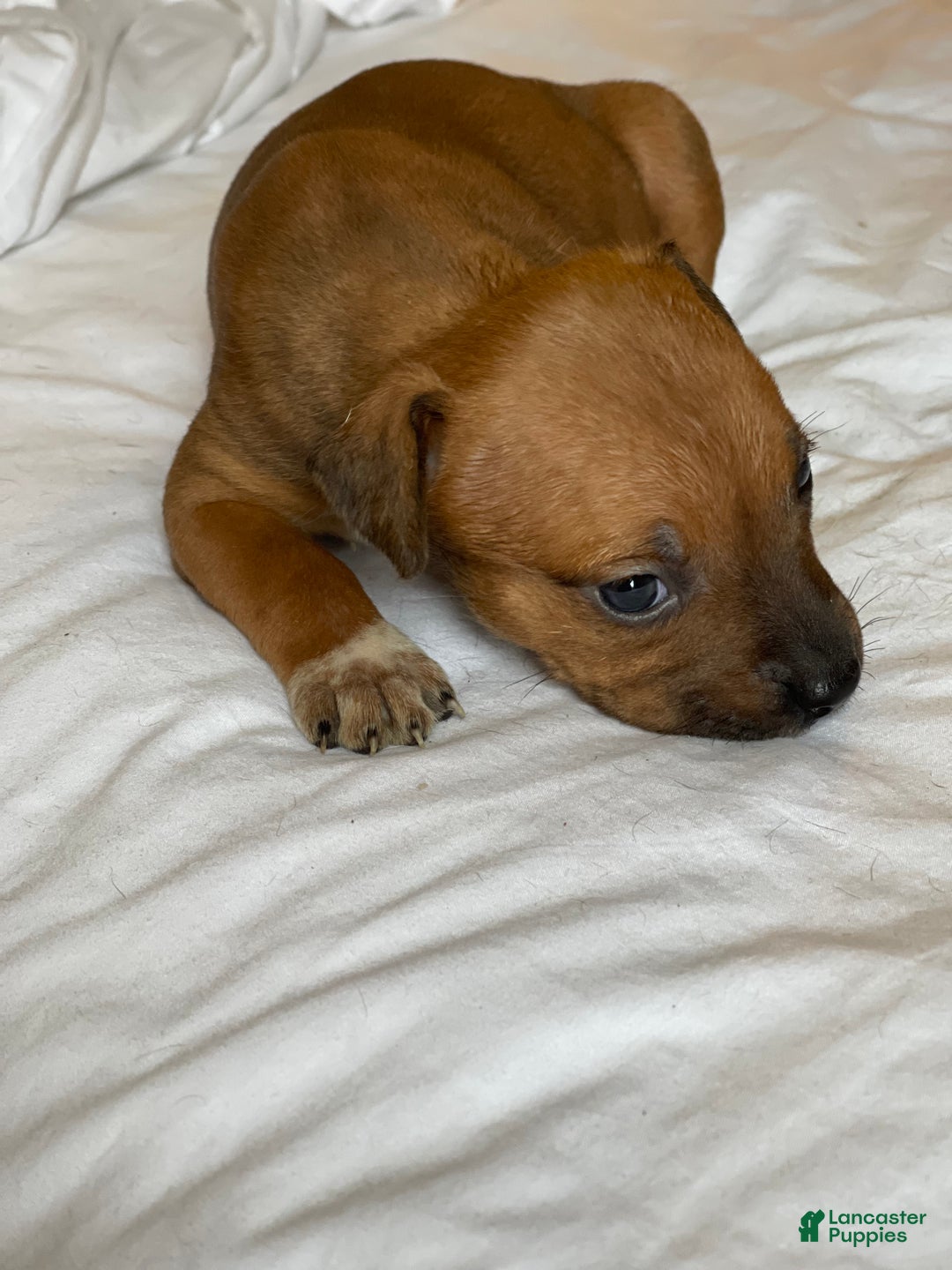 American Pit Bull Terrier dogs for sale: American Pit Bull Terrier Puppy 5 - Ad 5