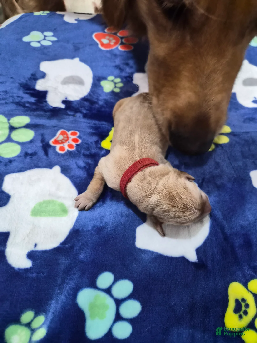 Goldador dogs for sale: Red - Ad 1