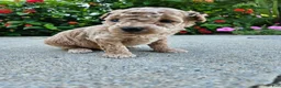 Bichpoo dogs for sale: Winston - Ad 3