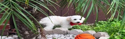 Maltipoo dogs for sale: Snow White - Ad 28