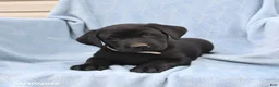 Labrador Retriever dogs for sale: Percy - Ad 3
