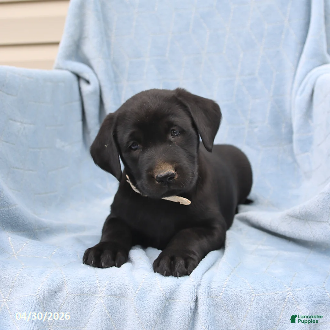 Labrador Retriever dogs for sale: Percy - Ad 3