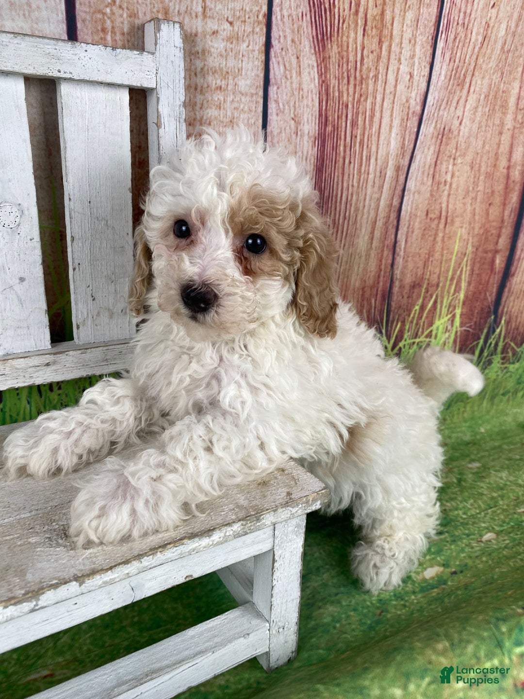 Miniature Poodle dogs for sale: Biscuit - Ad 2