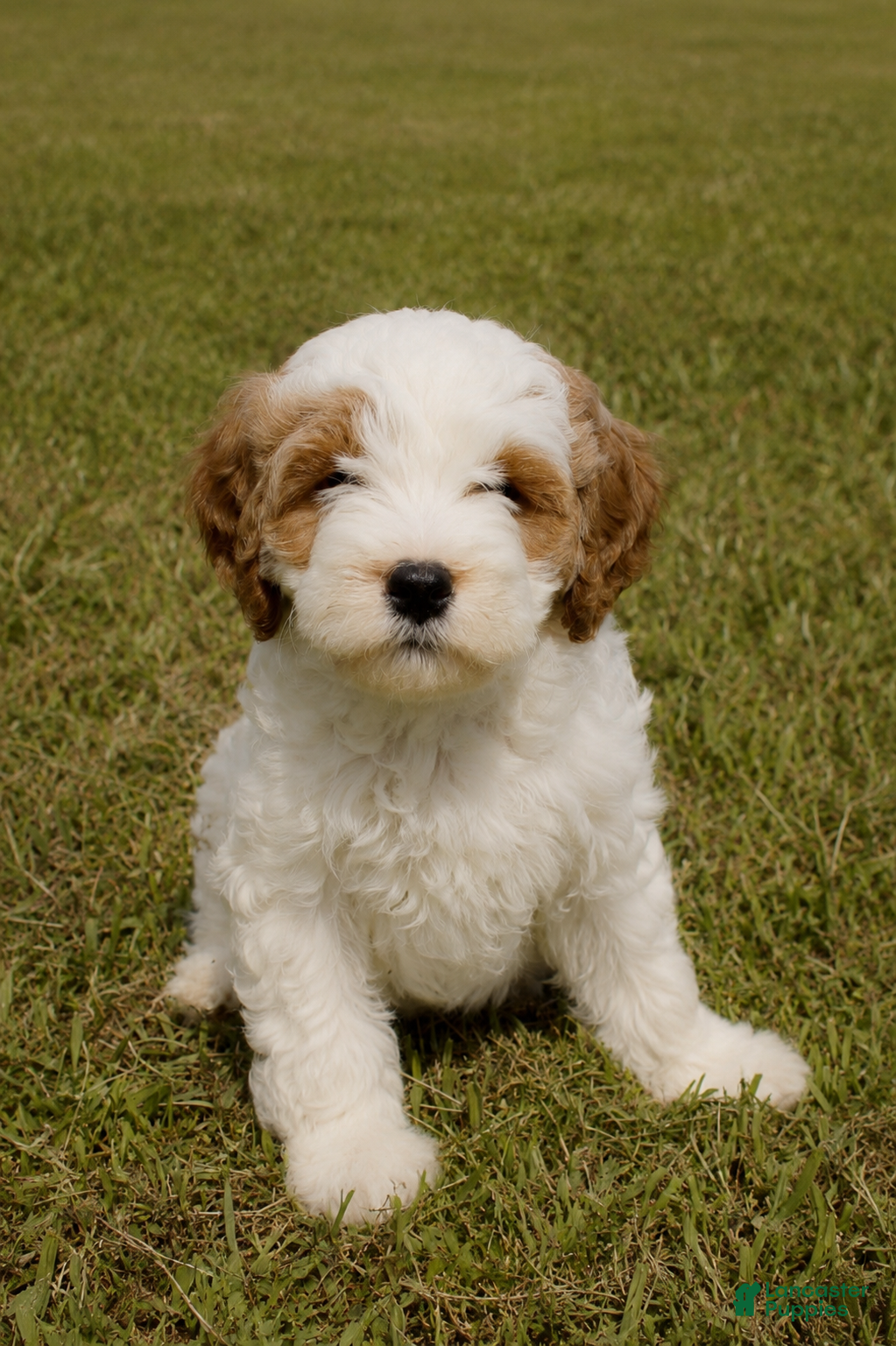 Cavapoo dogs for sale: Buster  - Ad 2